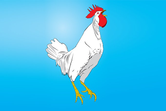 680x455 Free Rooster Vector Clip Art Illustration (Free) Psd Files