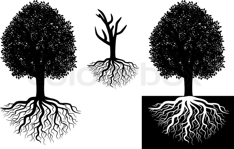 800x510 Isolated Tree With Roots Stock Vector Colourbox