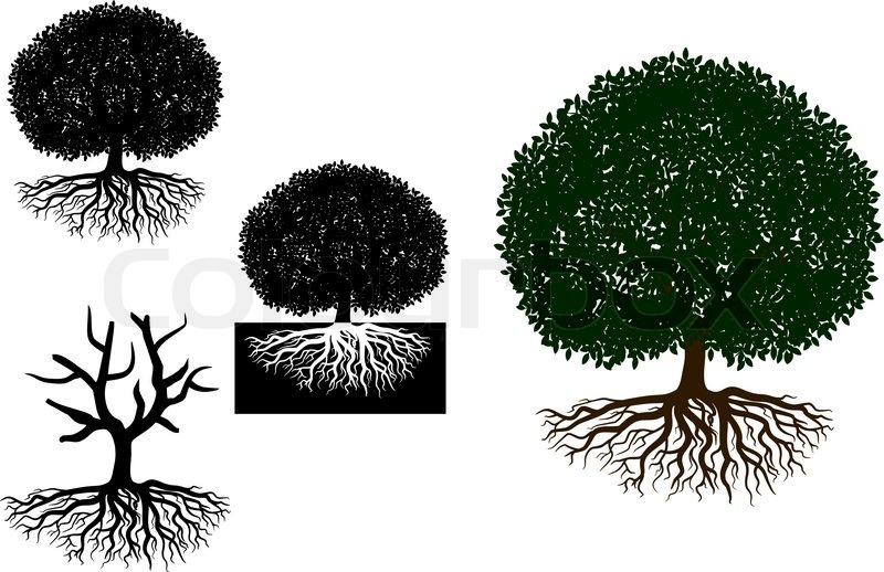 800x518 Big Tree With Roots Stock Vector Colourbox