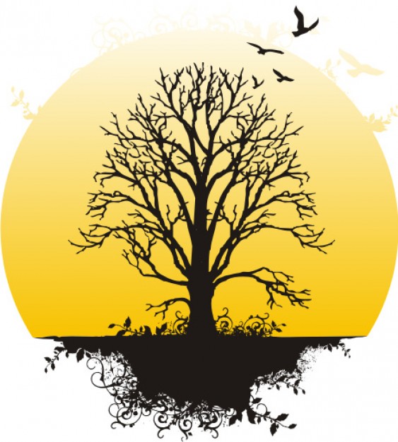 563x626 Root Vectors, Photos And Psd Files Free Download