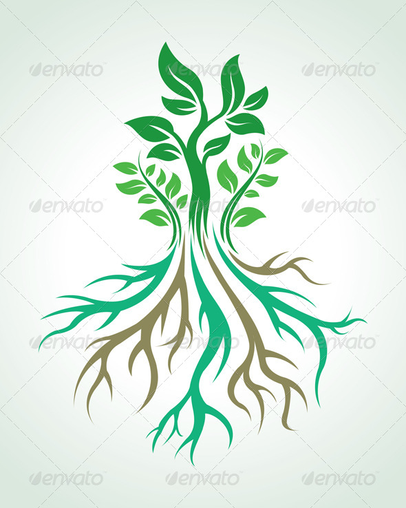590x738 Roots Vector By Anatoliarts Graphicriver