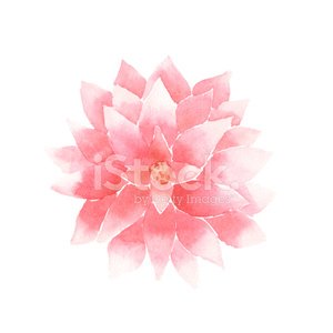 300x300 Rosa De Flor De Loto Acuarela Vector Premium Clipart