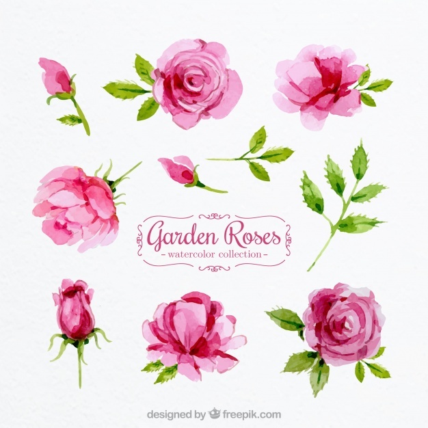 626x626 Roses Vectors, Photos And Psd Files Free Download