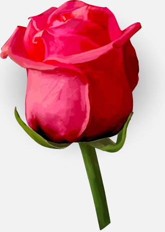 329x461 Drawing Rose Bud Vector Free Vector In Encapsulated Postscript Eps
