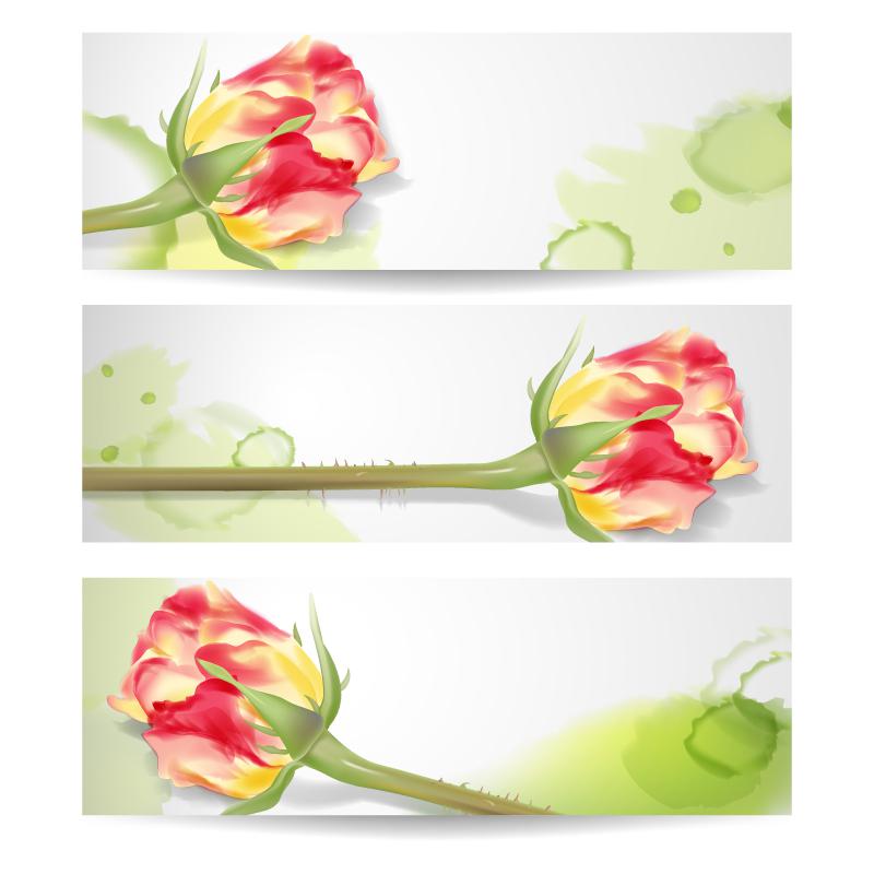 800x800 Beautiful Rose Bud Banner Vector [Ai]