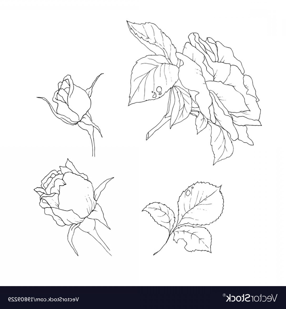 Rose Bud Vector at GetDrawings | Free download