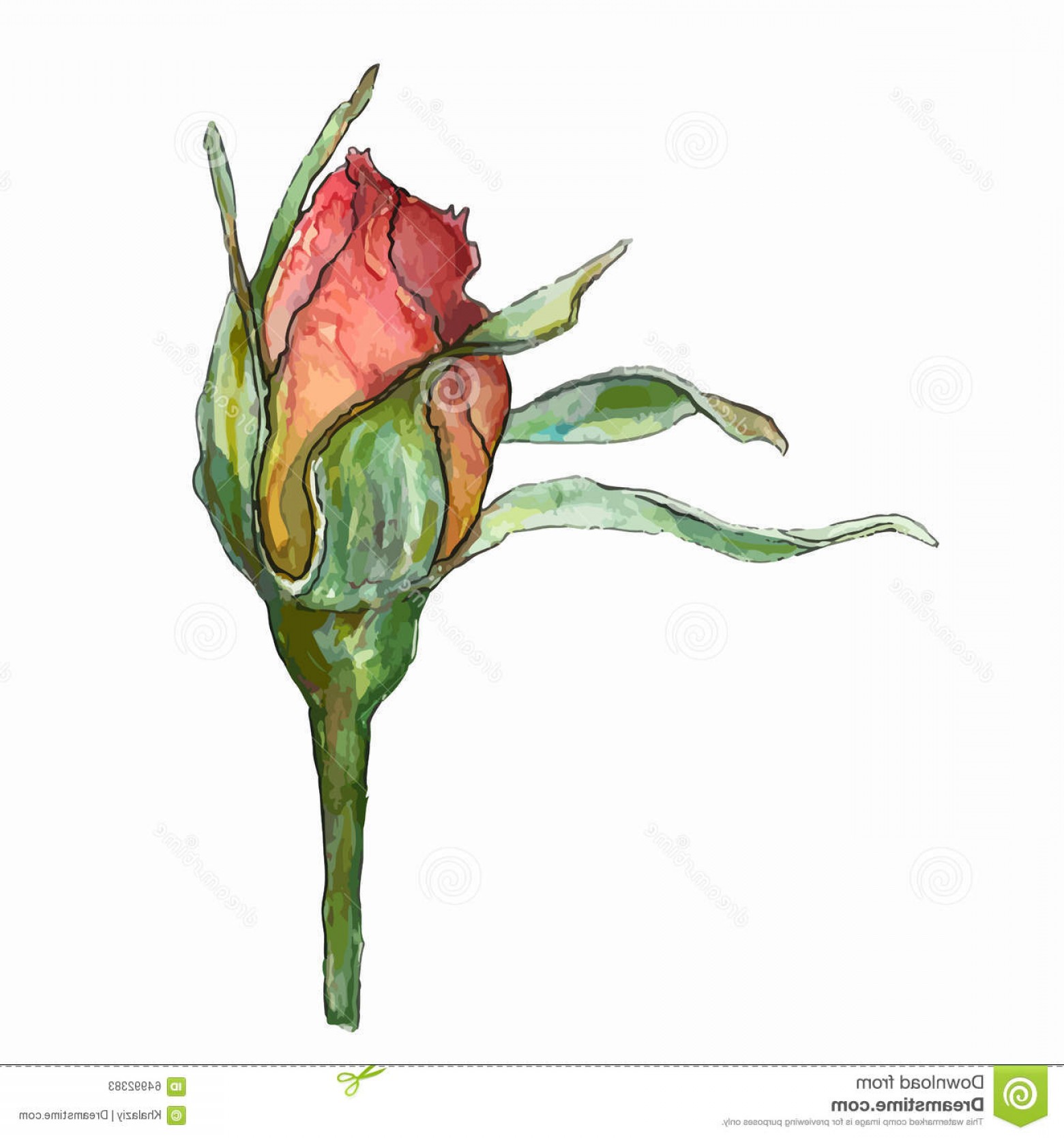 1560x1668 Stock Illustration Rose Bud Vector Watercolor Drawing Image