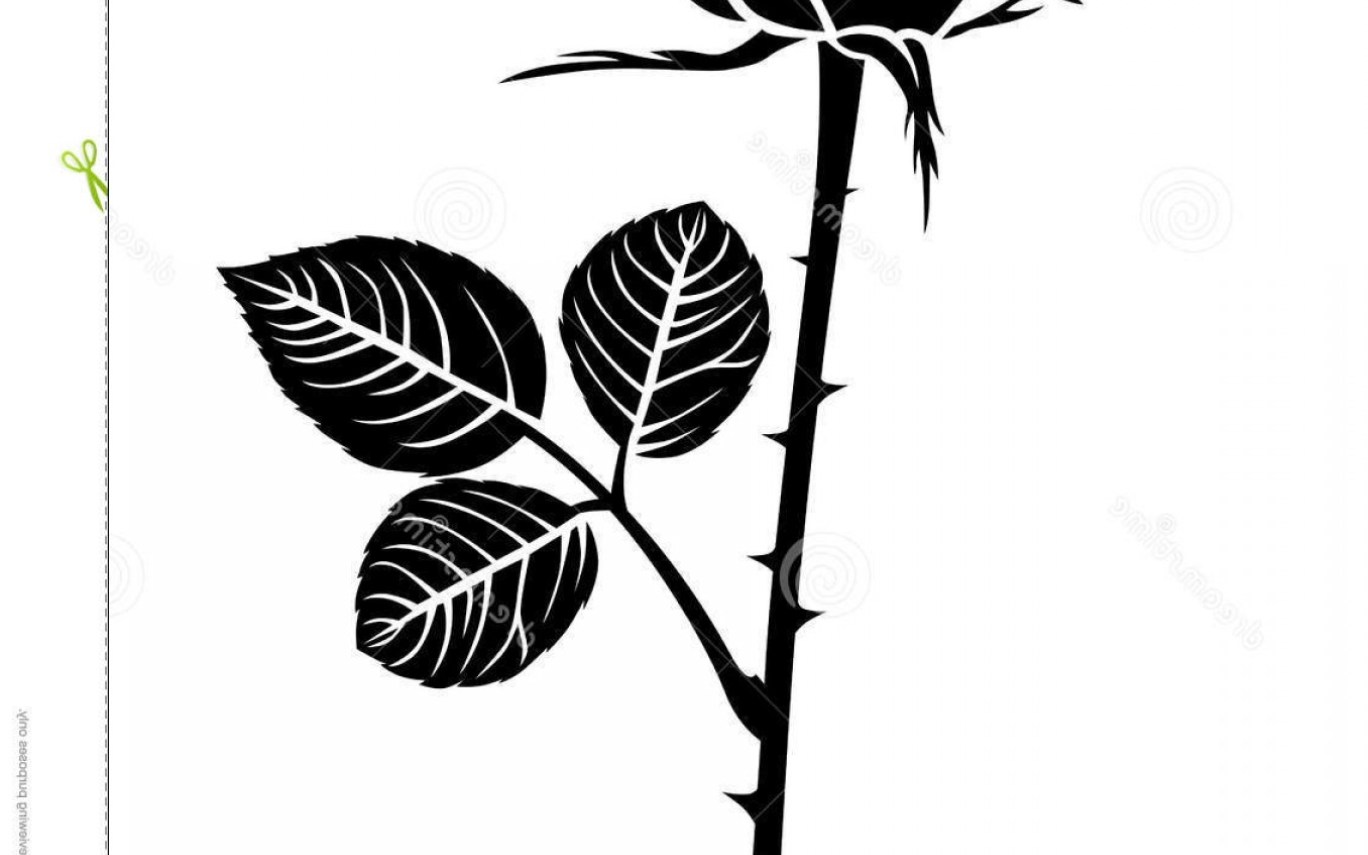 1368x855 Stock Illustration Silhouette Beautiful Rose Bud Vector Hot