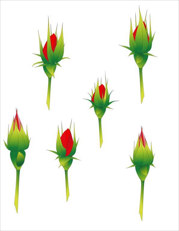 595x766 Vector Rose Bud Vector Biology Free Vector Download
