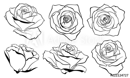 500x300 Vector Set Of Detailed, Isolated Outline Rose Bud Sketches In