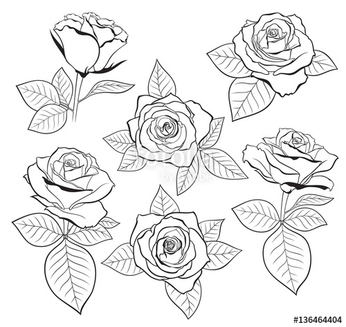 500x473 Vector Set Of Detailed, Isolated Outline Rose Bud Sketches With