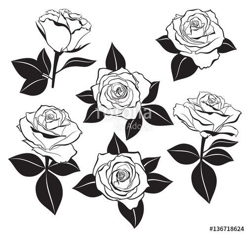 500x473 Vector Set Of Detailed, Isolated Outline Rose Buds Sketches With