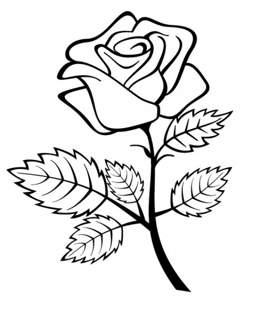 521x626 Rose Flower With Branch And Leaves Vector Free Download