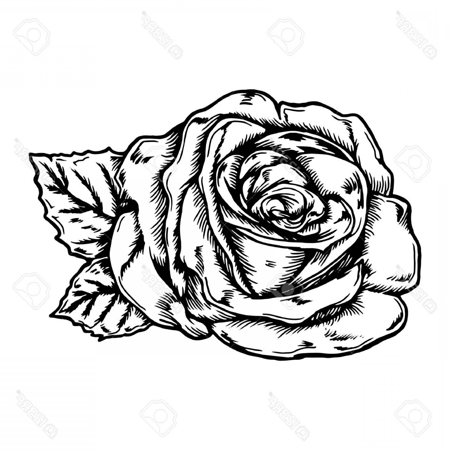 1560x1560 Photostock Vector Simple Thin Line Rose Icon Vector Lazttweet