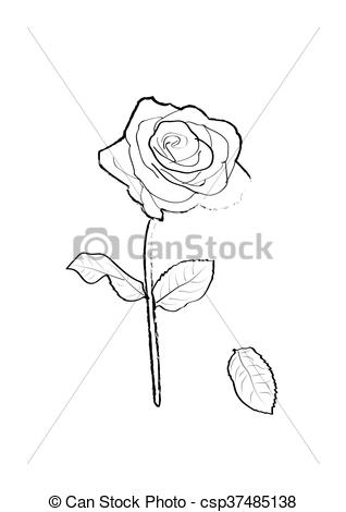 318x470 The Stock Vector Illustration Rose Icon Isolated With White.