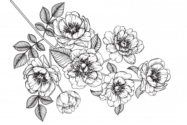 626x417 Peony Julia Rose Leaf And Flower Drawings. Vintage Hand Drawn