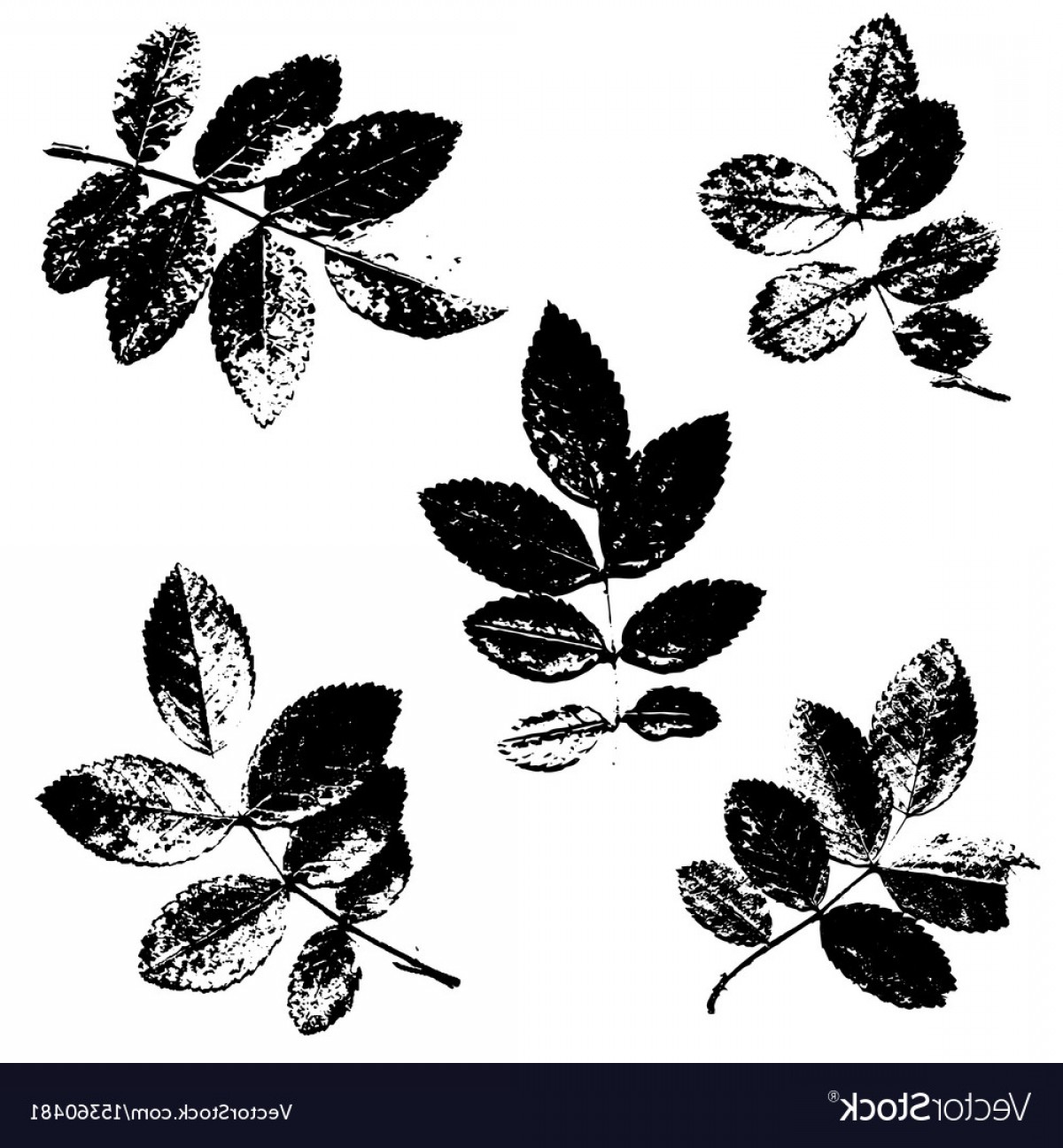 1200x1296 Set Of Rose Leaves Silhouettes Vector Arenawp