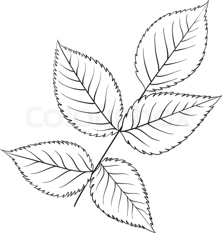 762x800 Silhouette Of Rose Leaves. Botany Set. Vintage Flowers. Black And