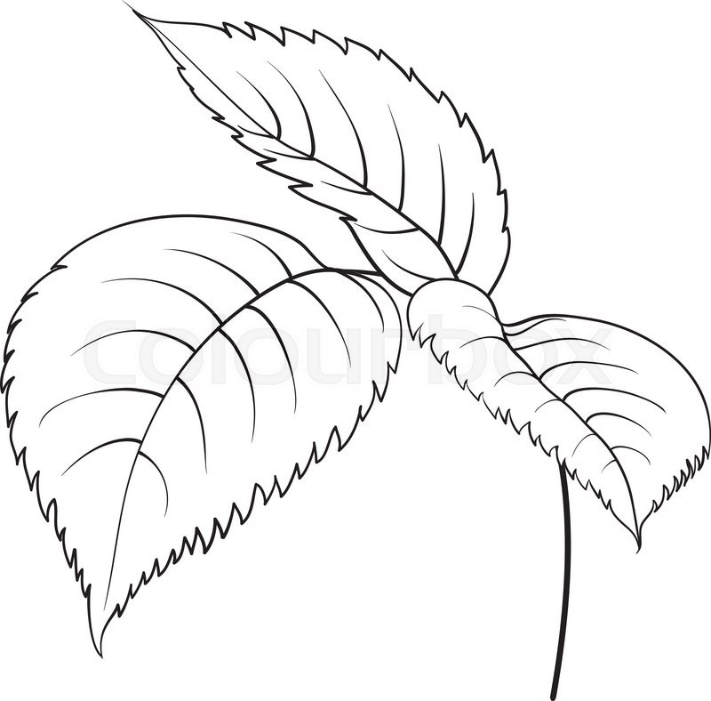 800x788 Silhouette Of Rose. Rose Leaves Isolated Over White. Vector