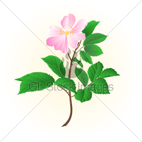 500x500 Twig Wild Rose Leaves And Flowers Vector Illustration Gl Stock