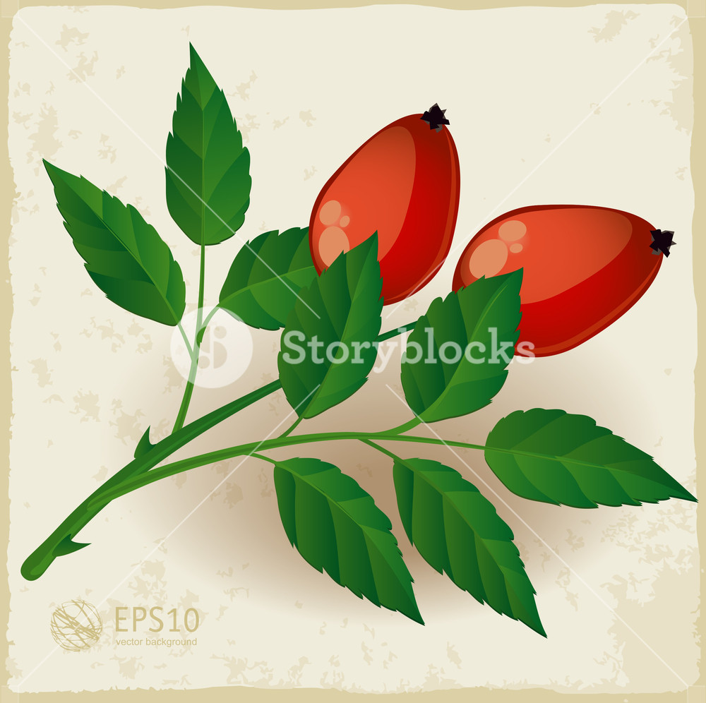 1000x996 Two Dog Rose Berry With Leaves. Vector. Royalty Free Stock Image