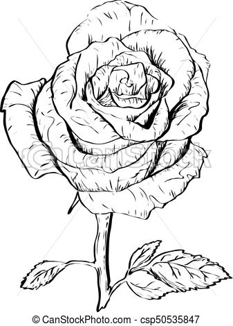 337x470 Ink Rose Outline. Black Ink Image Of Rose On White Background.