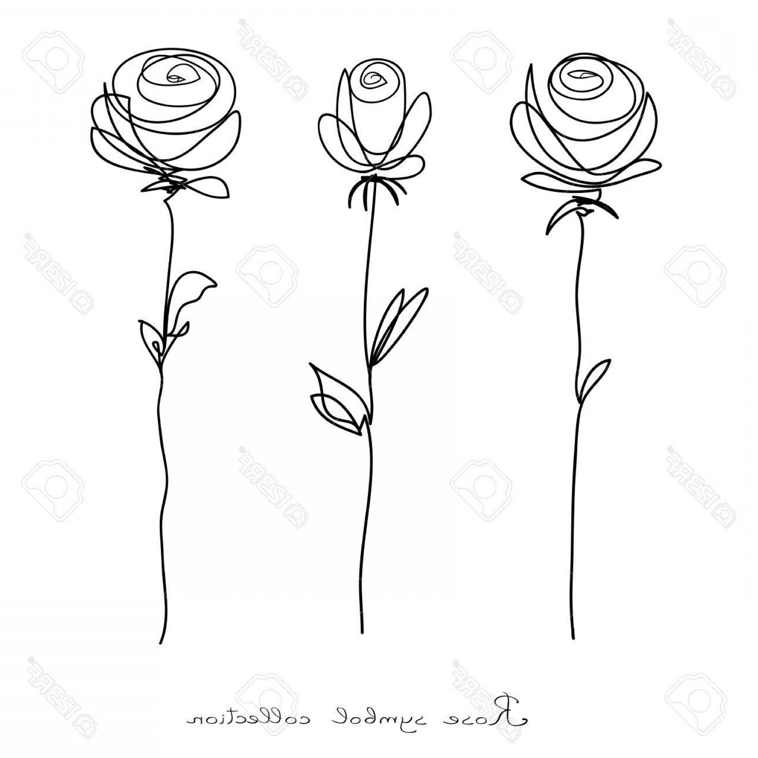 1560x1560 Photostock Vector Roses Collection Of Isolated Flower Sketch On