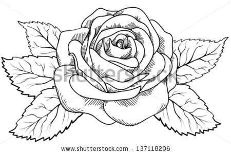 450x300 Collection Of Rose Drawing Vector High Quality, Free