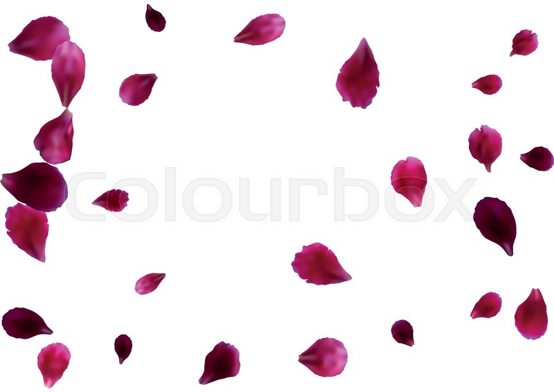 Rose Petals Vector