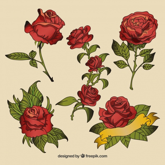 626x626 Rose Tattoo Vectors, Photos And Psd Files Free Download