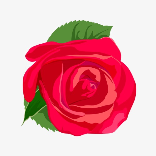 500x500 Red Rose Vector, Rose Vector, Flowers, Green Png And Vector For