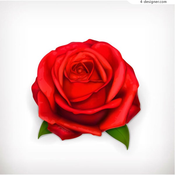 600x602 4 Designer Red Rose Vector