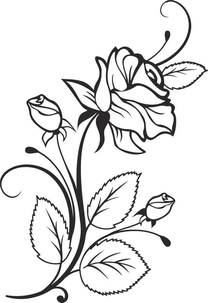 687x1000 Rose Vector Design Free Vector Download