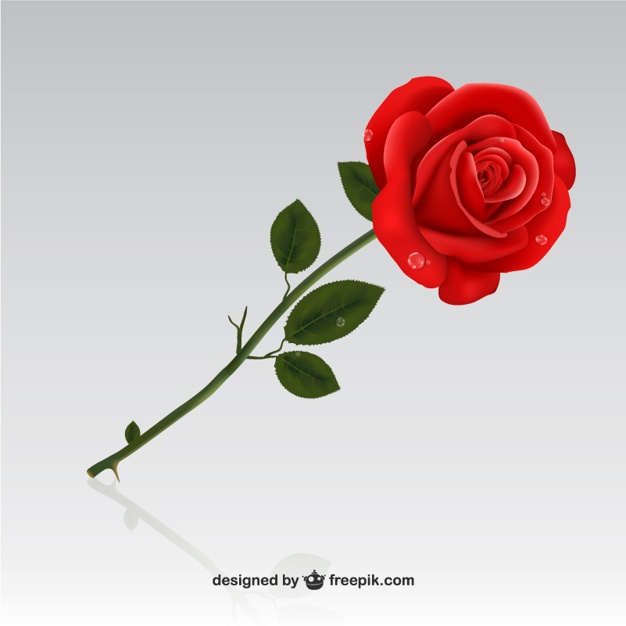 626x626 Roses Vectors, Photos And Psd Files Free Download