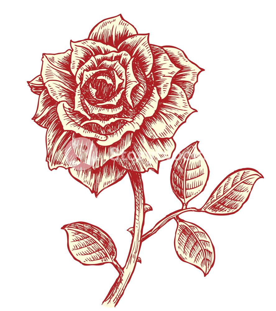 888x1000 Vintage Rose Vector Illustration Royalty Free Stock Image