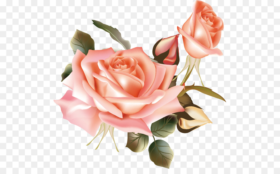 900x560 Download Flower Beach Rose Vector Flower