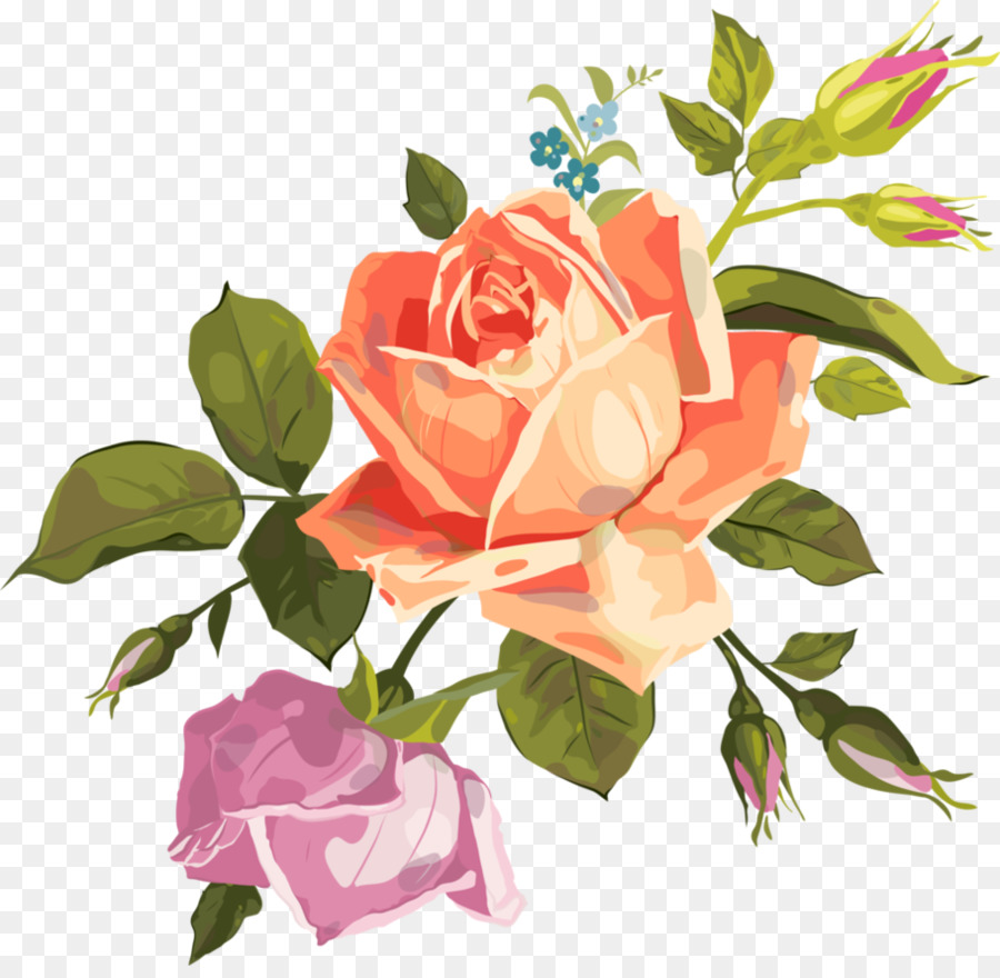 900x880 Garden Roses Cabbage Rose Clip Art