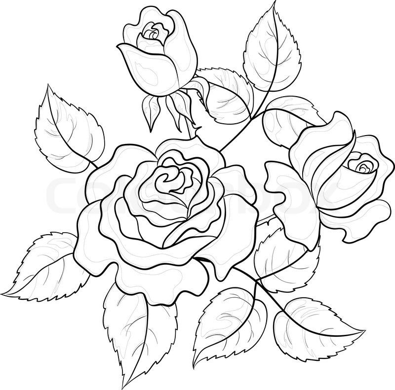 800x791 Flowers Roses, Vector, Buds And Leaves, Graphic Monochrome