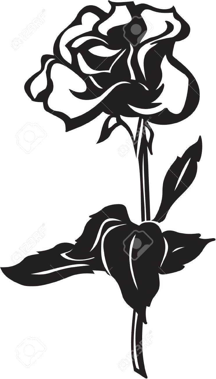 743x1300 Pink Rose Vector 483845 19