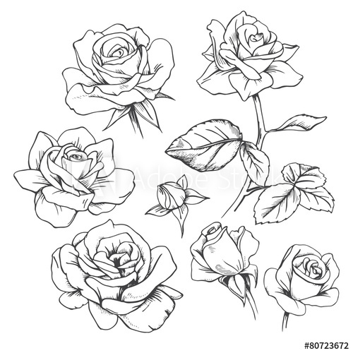 500x500 Set Of Hand Drawn Roses. Vector.