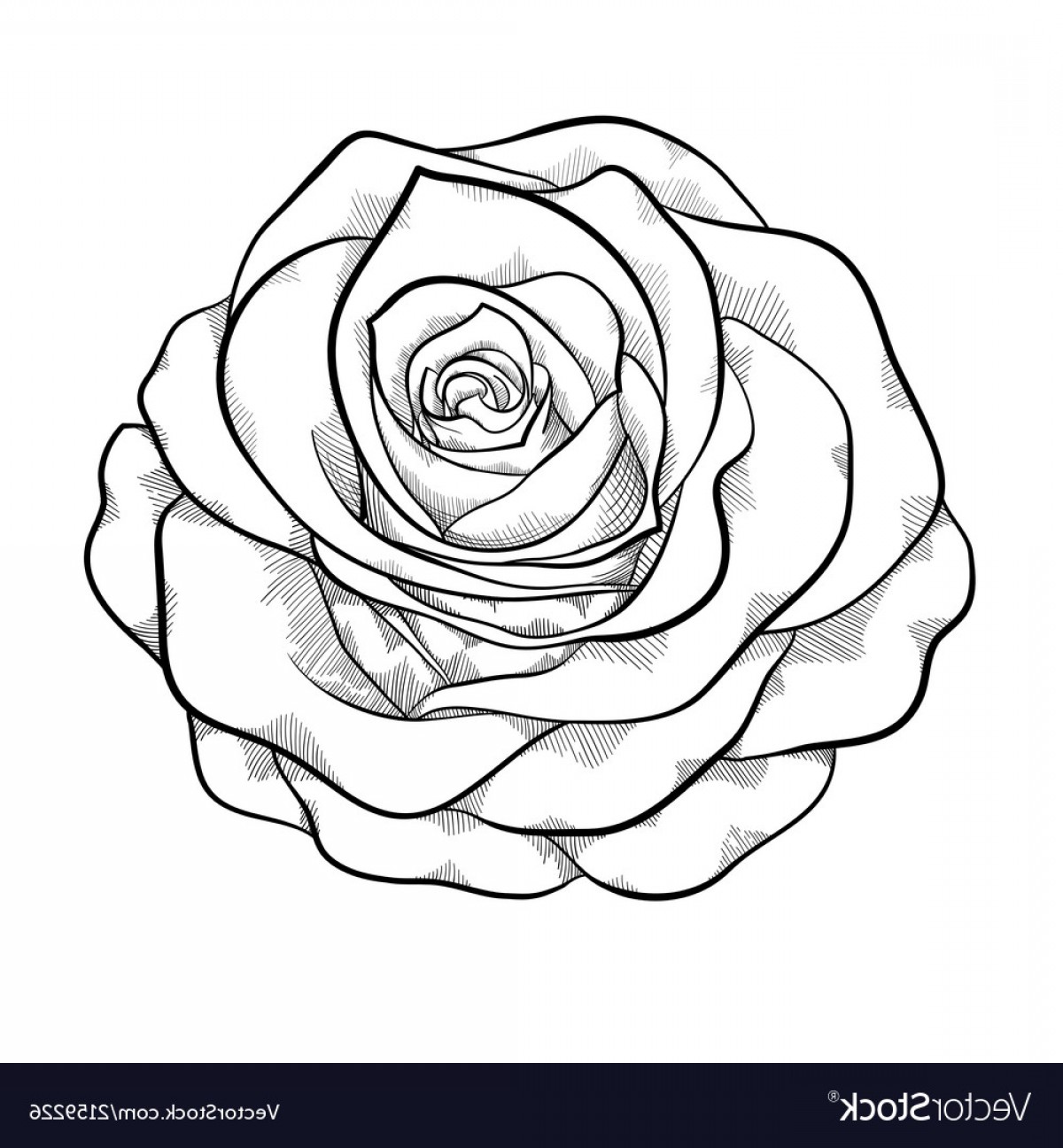 1200x1296 White Rose Vector Arenawp