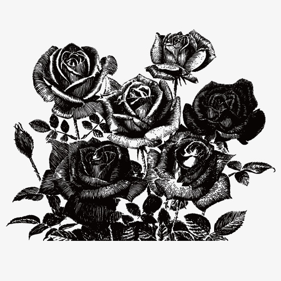 567x567 Black Rose, Vector, Black Png And Vector For Free Download