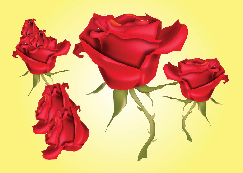 1024x731 Red Roses Vector Illustrations Vector Art Amp Graphics