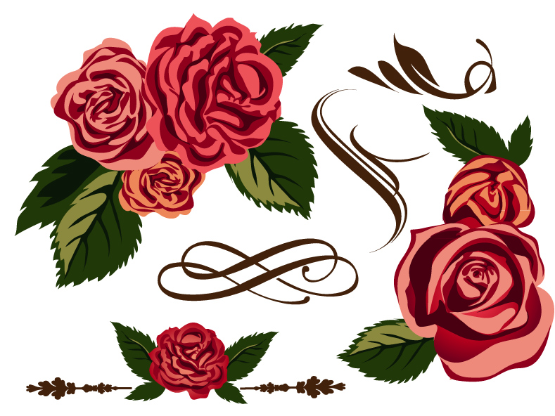 789x592 Rose Free Vector Graphic Download