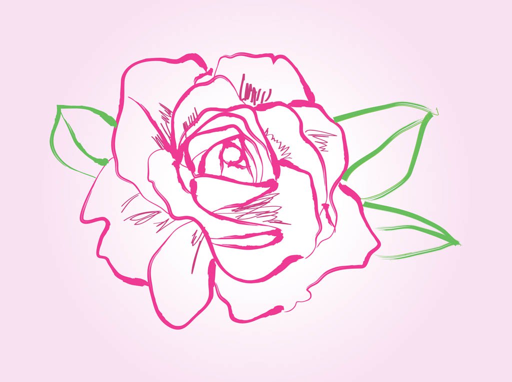 1024x765 Rose Drawing Vector Vector Art Amp Graphics