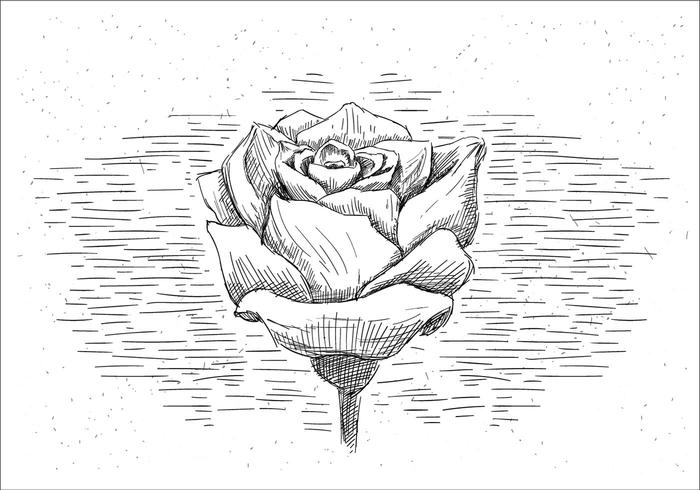 700x490 Rose Free Vector Art