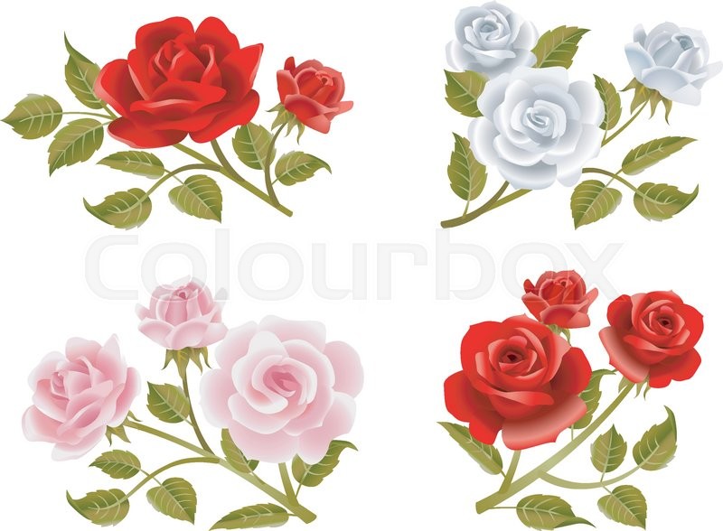 800x588 Vector Rose Buttonholes With Pink, Red And White Roses. Stock