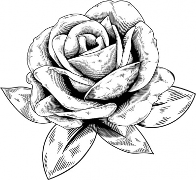 Rose Vector Image at GetDrawings | Free download