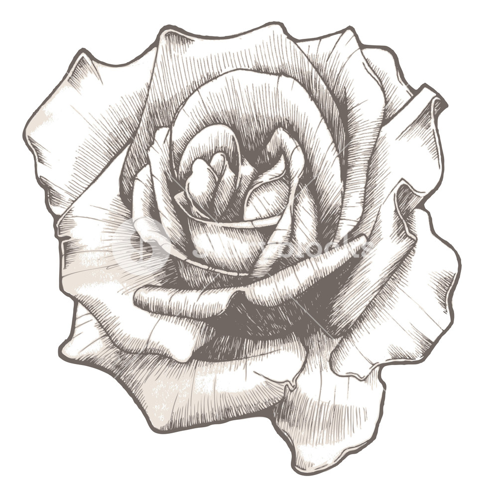 978x1000 Hand Drawn Rose Vector Illustration Royalty Free Stock Image