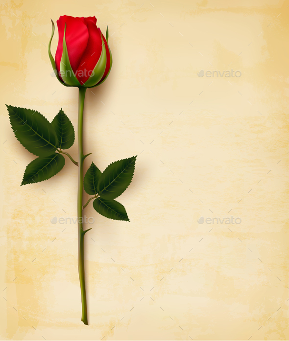 590x697 Happy Valentines Day Background Single Red Rose Vector By Almoond